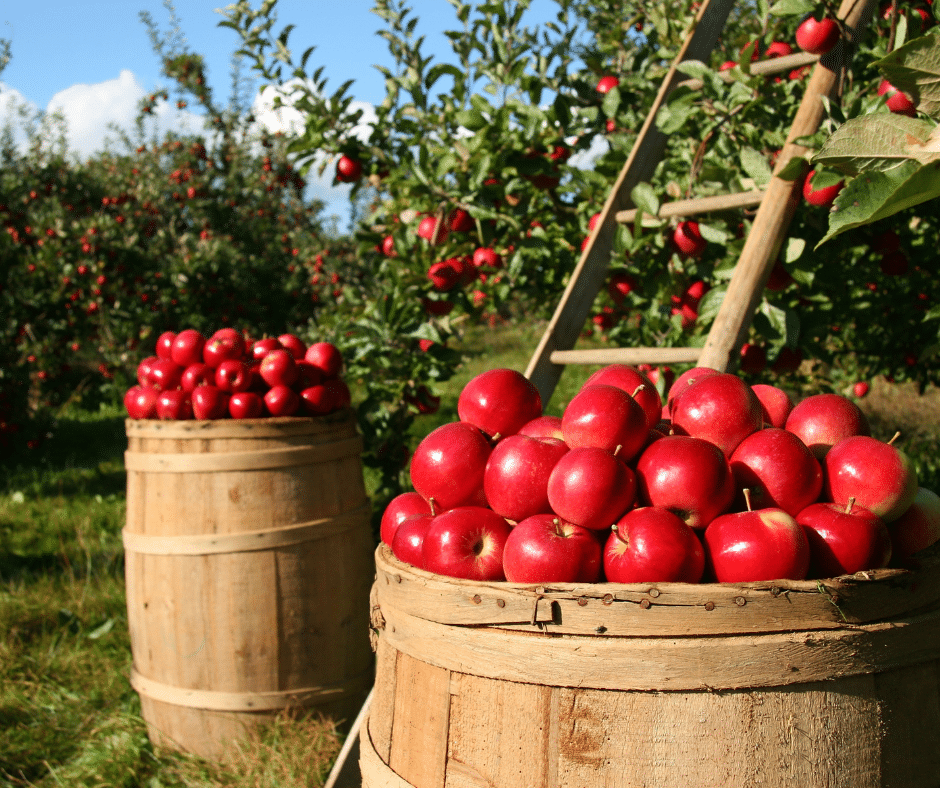 Fall STEAM Ahead: Elementary STEAM projects With Autumn Apples